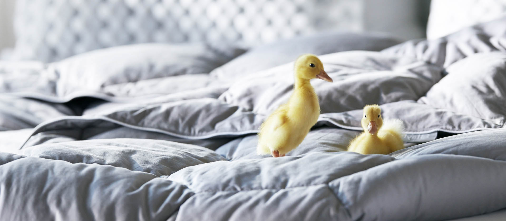 Two baby ducks on a gray comforter