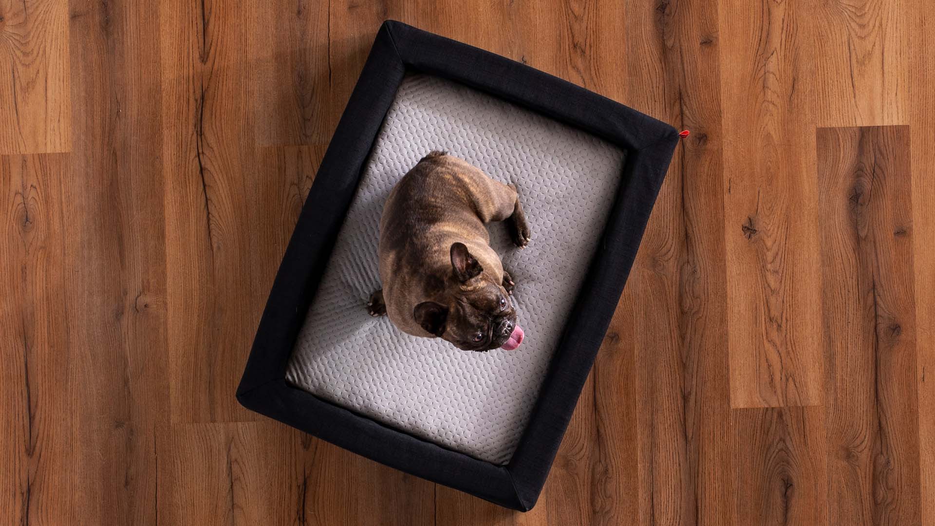 Puppy sitting on a pet bed